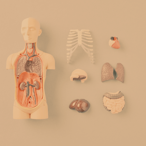 image d'illustration de la conférence moments d'histoire de la médecine